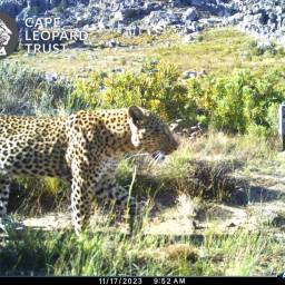 Leopard 